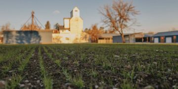 ‘Wheatfield—An Inspiration. The Seed is in the Ground’ at Tinworks Art